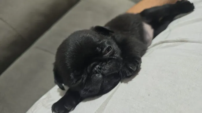 Filhote de Pug um pequeno companheiro que faz a diferença 