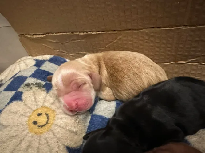 COCKER SPANIEL INGLÊS - MACHO E FÊMEA