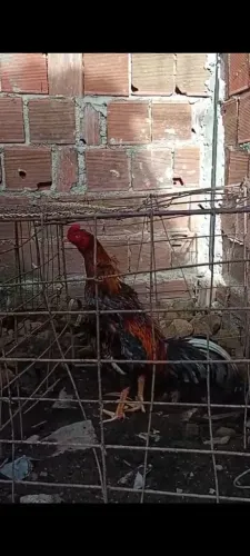 Galo de raça