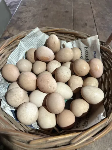 Ovos de angolista