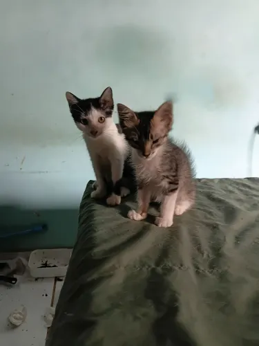 Gatinhos para adoção