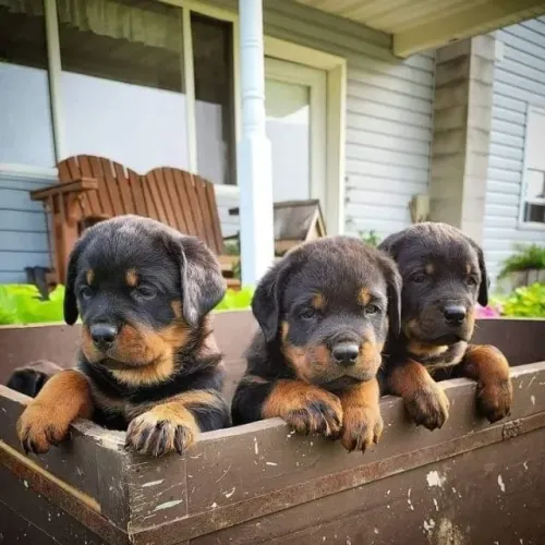 O Rottweiler acompanhou os tutores durante o passeio.