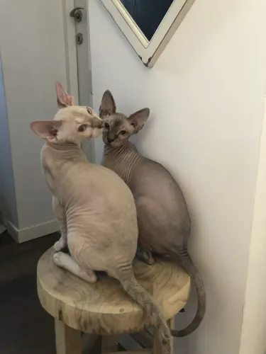 Gato Sphynx - Gato Pelado