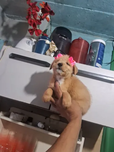 Mini toy femea com maltês 