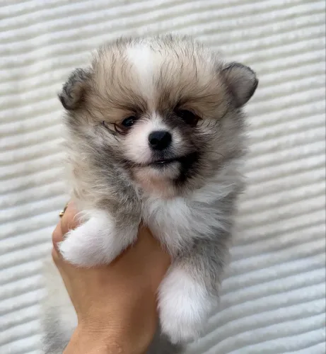 Filhotes Spitz Alemão/Lulu da Pomerânia - Macho Laranja