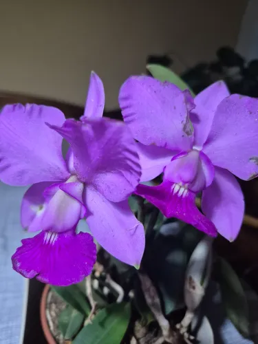 Orquídea Cattleya walkeriana tipo 