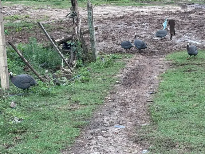 5 angolas 4 patos 2 galos 19 galinhas