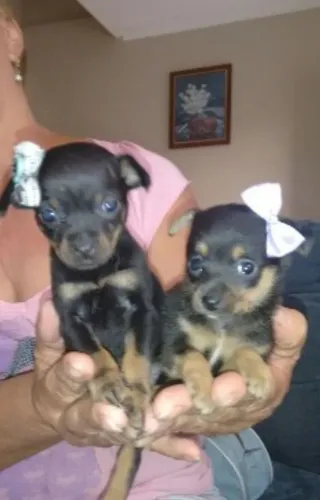Pinscher zero pronta a entrega 