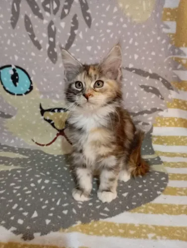 Filhote fêmea de gato mainecoon pronta entrega 