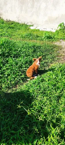 Filhotes de border collie
