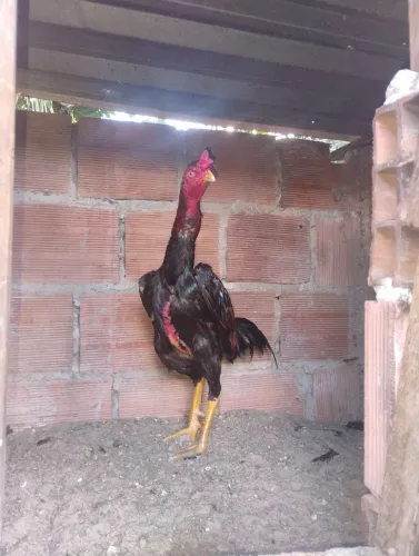 Frango indio