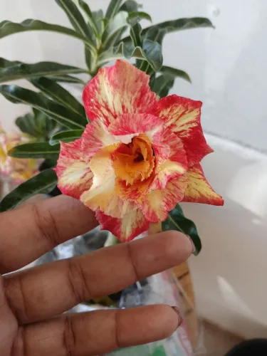 Vendo um kit com várias plantas por 100 Reais 