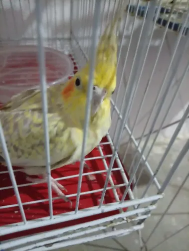 Gaiola