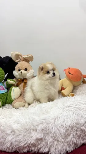 Lulu da pomerania machinho
