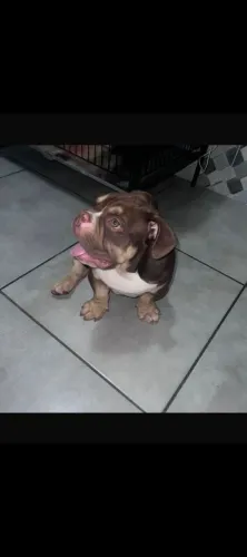 American Bully MICRO