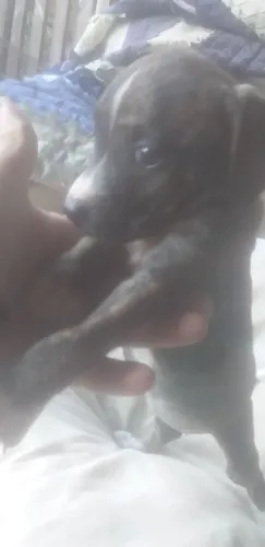 Tô vendendo r$ 70 filhotinha fêmea misturado Cofap