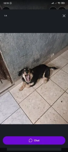 Doação de cachorro filhote urgente