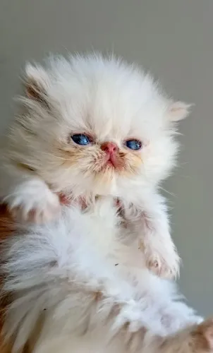 Gato persa fêmea 
