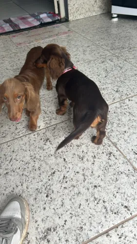 Animais