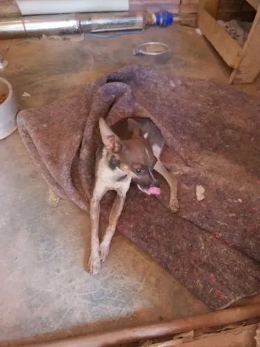 Pinther macho