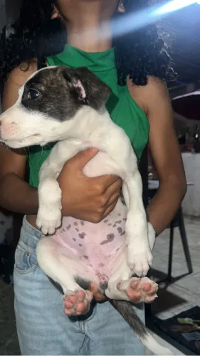 Doa-se filhotes pitbull misturado