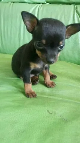 Não perca essa oportunidade pinscher 0 perfeito