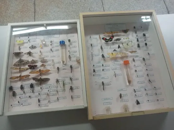 Entomologia agrícola