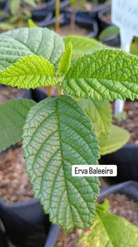 MUDAS DE ERVA BALEEIRA 