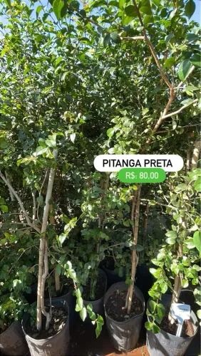 Mudas de Pitanga Preta 