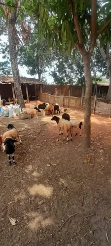 VENDE-SE Carneiros - vivo ou abatido