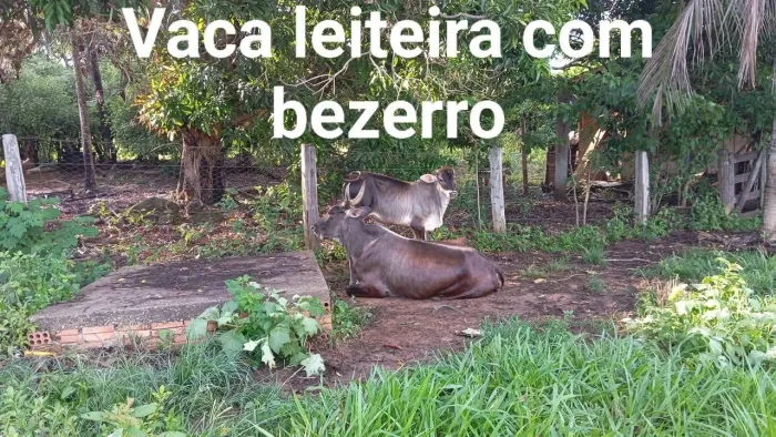 Vendo vaca e touro gir