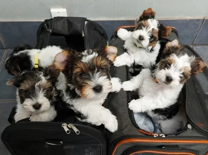 Yorkshire Colorido (Biewer Terrier): Filhote Exótico e Carinhoso