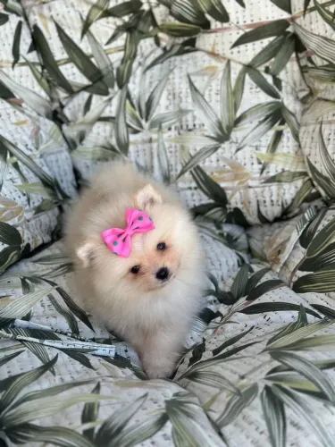 Spitz Alemão. Um amor incondicional.! Menina pelagem creme 