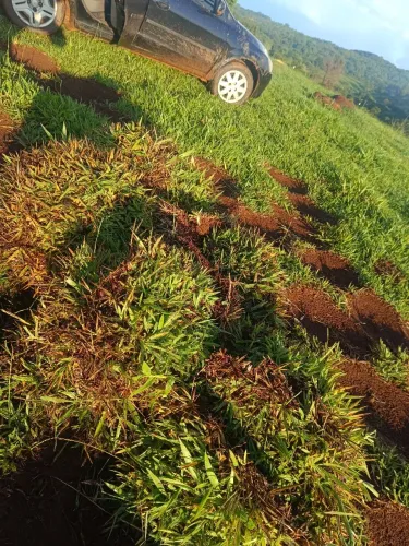 Império Grass! Gramas De Qualidade E Muito Mais Baratas