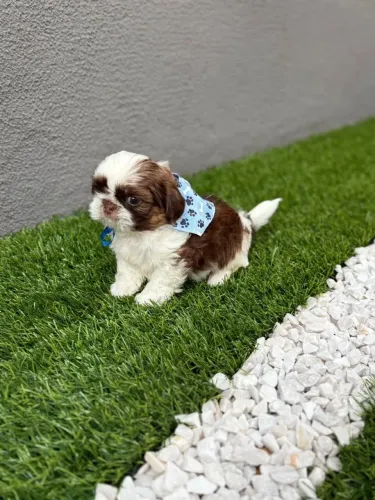 Mini shihtzu macho chocolate 