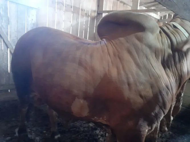 Boi / Touro / animal