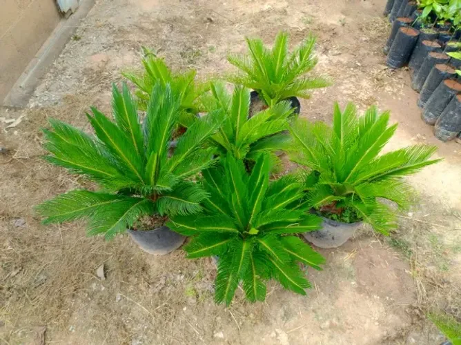 Planta
