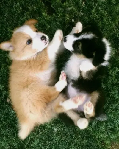 Border Collie O Cão Mais Esperto do Mundo Espera por Você!