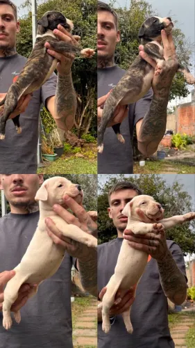? Últimos Filhotes de Bandog Disponíveis (Dogo Argentino x Pitbull/Amstaff) 