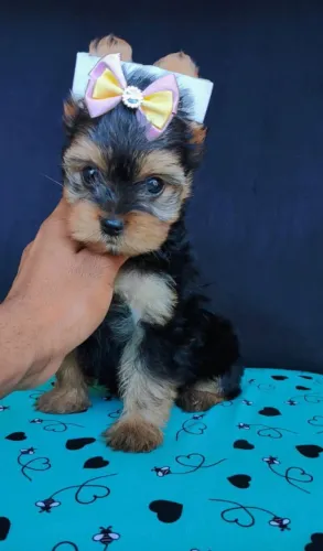 Yorkshire Terrier de Luxo: Pelagem de Seda, Pedigree, Vacina V10 Importada e Garantia