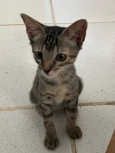 Doação de gatinha