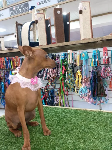 Pinscher miniatura