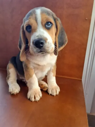 Filhote de Beagle