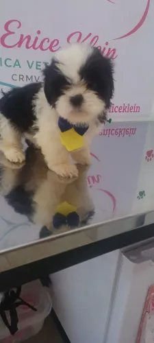 Filhotes de ShihTzu