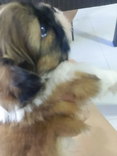 Lindo machinho Shitzu 
