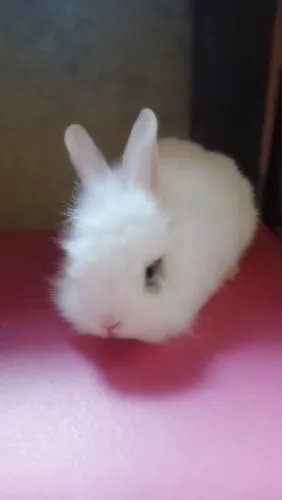 Coelho mini lion