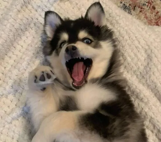 Filhote de Husky Siberiano - Puro Encanto Em Movimento 