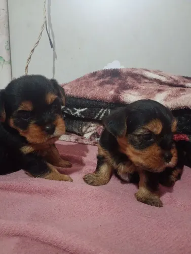 Filhotes de yorkshire terrier