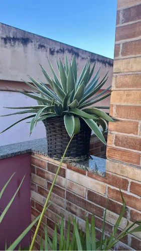 Muda de iuca
