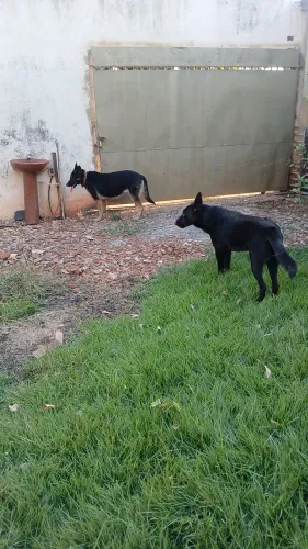 CASAL CACHORROS PASTOR ALEMÃO 